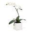 potted white orchids 01 branch 570x605