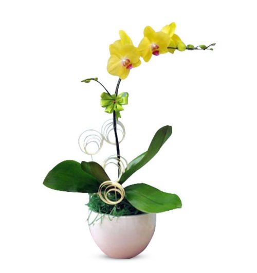 potted yellow orchids 01 branch 570x605