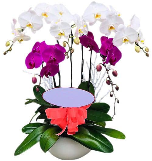 Special Potted Orchids #9
