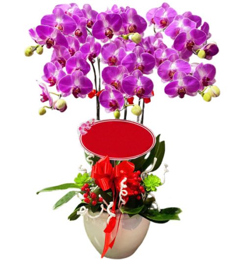 special potted orchids 10