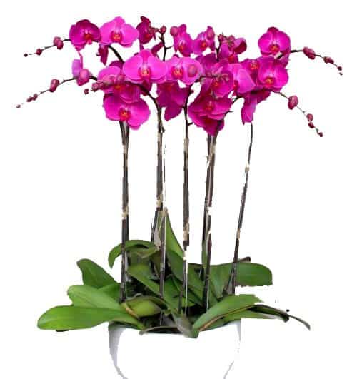 special potted orchids 10 500x531