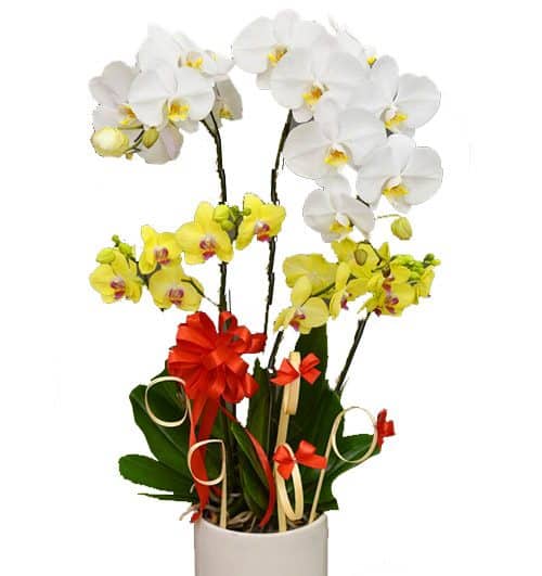 special potted orchids 11 500x531