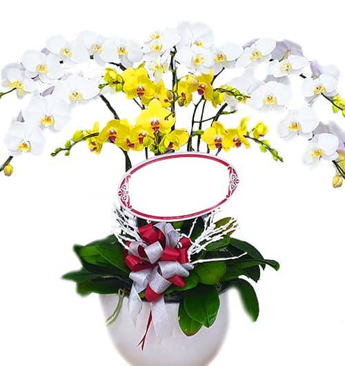 special potted orchids 12 500x531