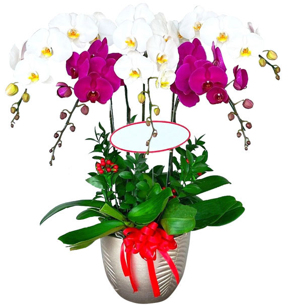 special potted orchids 9