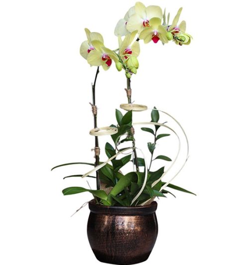 potted orchids for tet 22