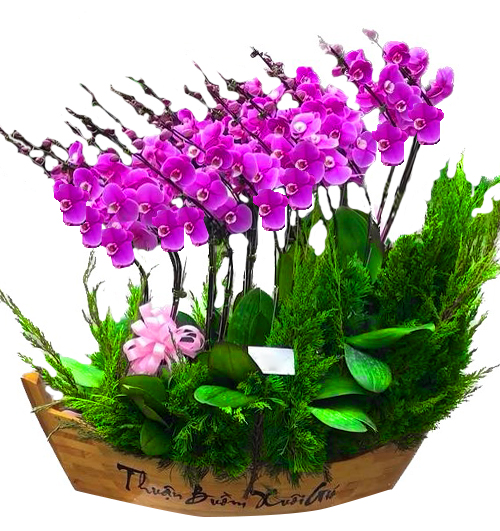 special-orchids-for-tet-012