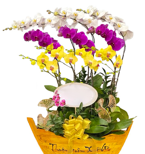special-orchids-for-tet-013