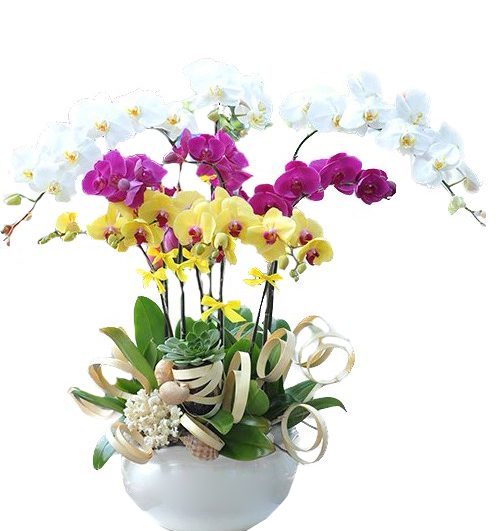 special orchids for tet 015