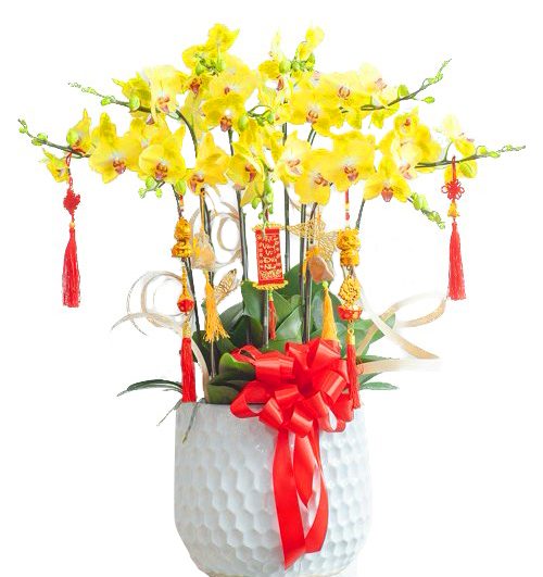 special orchids for tet 016