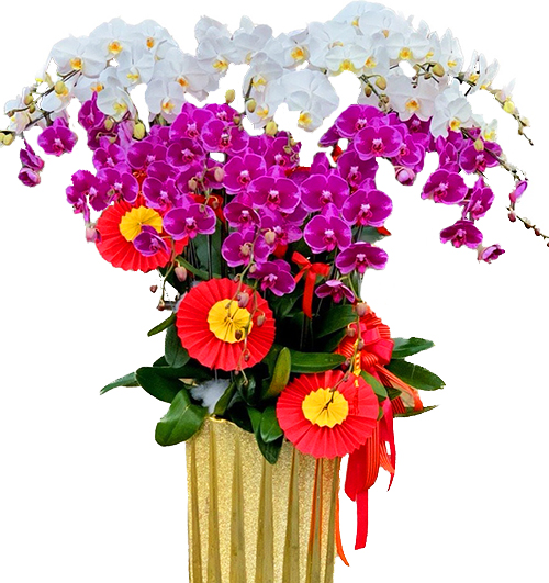 special-orchids-for-tet-018