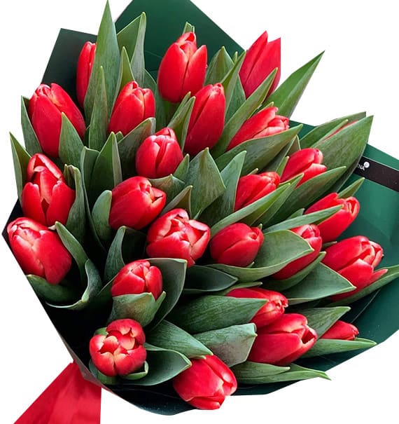tulip flowers 09