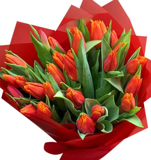 tulip flowers 10