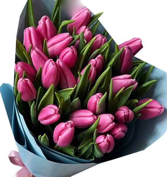 tulip flowers 13