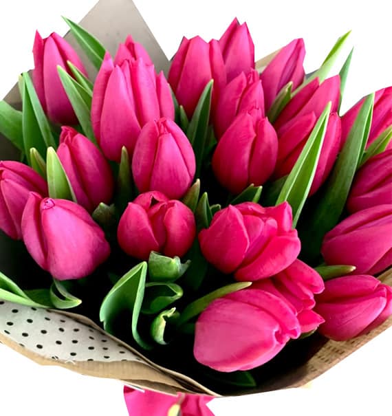 tulip flowers 15