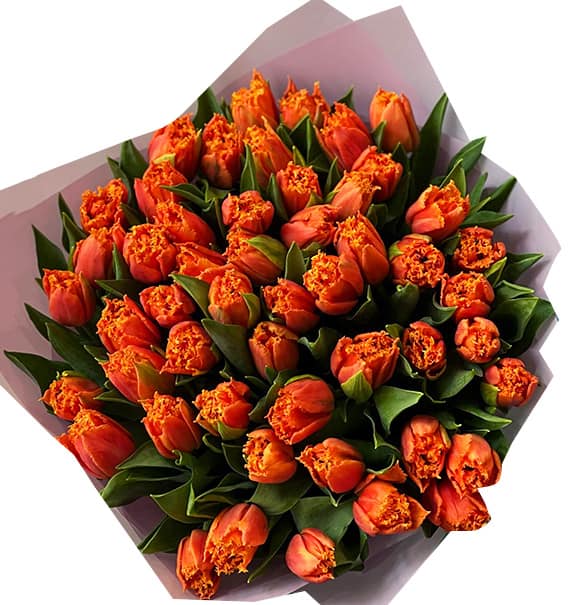 tulip flowers 20
