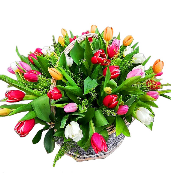 tulip flowers 27