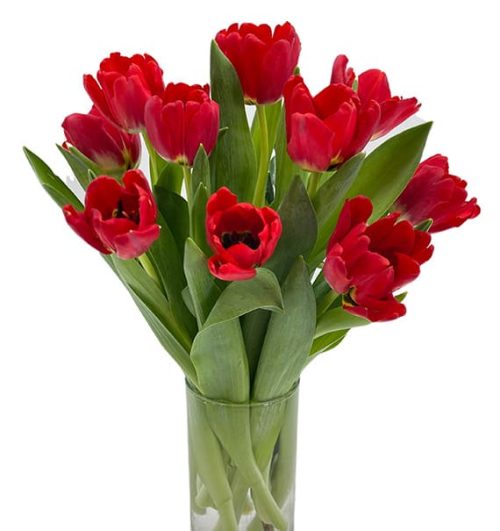tulip flowers in vase 01