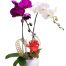 orchids for dad 24 500x531