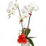 potted white orchid 002 branches 500x531