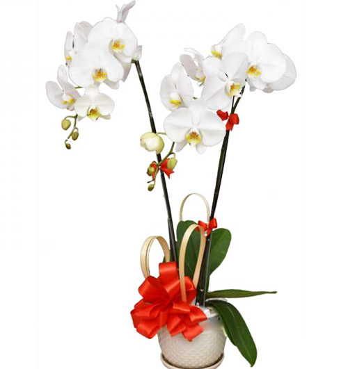 potted white orchid 002 branches 500x531