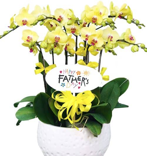 orchids for dad 001 500x531