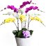 orchids for dad 002 500x531