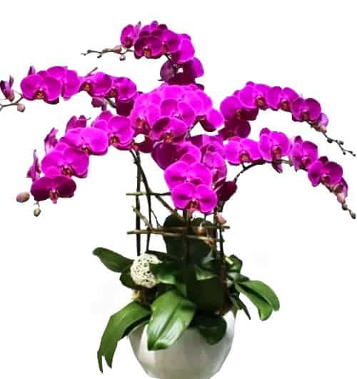 orchids for dad 006 500x531