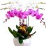 orchids for dad 008 500x531