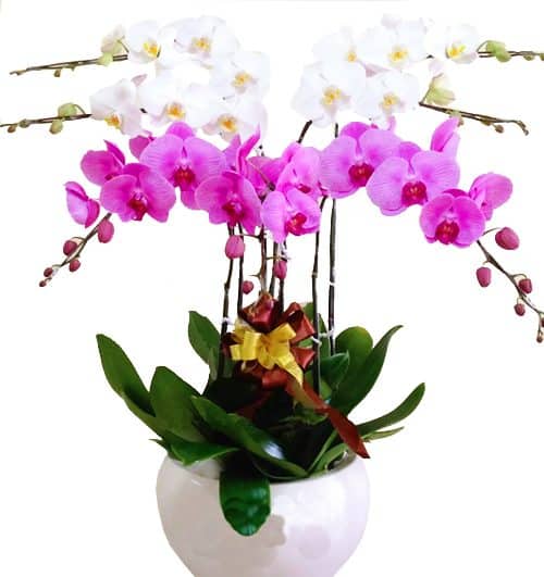 orchids for dad 008 500x531