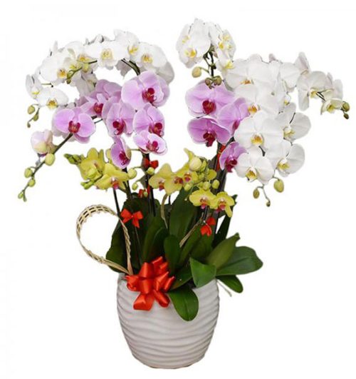 orchids for dad 05 500x605