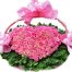 pink petal rose 500x531