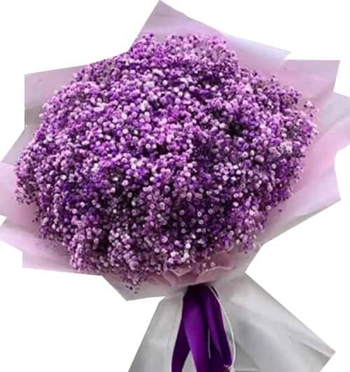 purple baby breath flowers 500x531