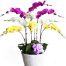 special potted orchids 007 500x531