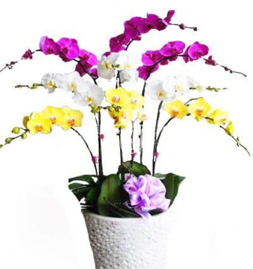 special potted orchids 007 500x531
