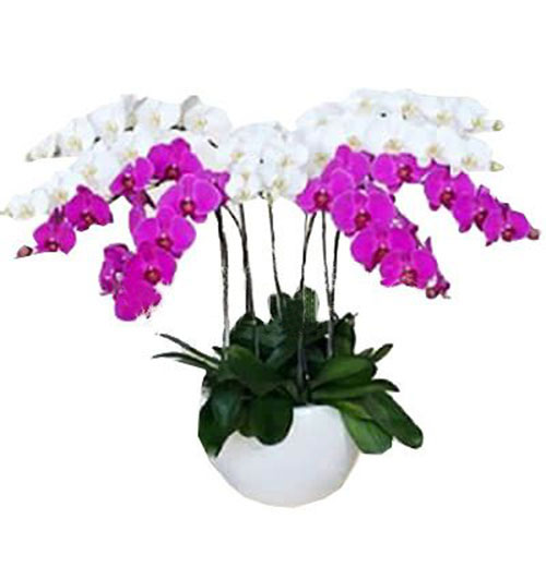 special potted orchids 01 500x531