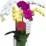 special potted orchids 05 500x531