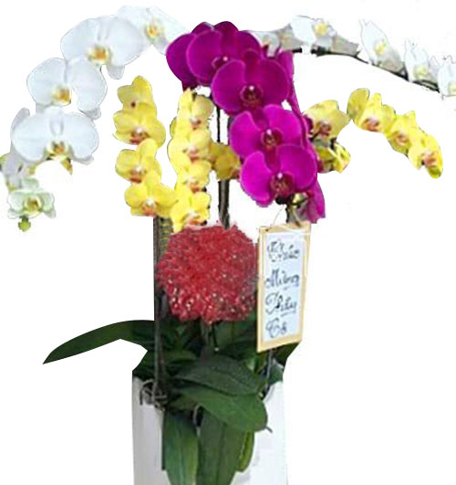 special potted orchids 05 500x531