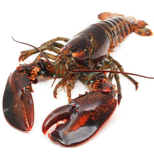 fresh lobster 01