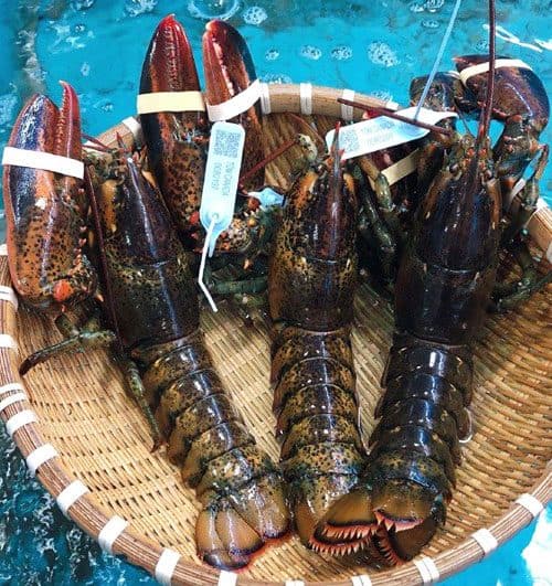 fresh lobster 02