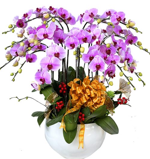 potted-orchids-christmas-21