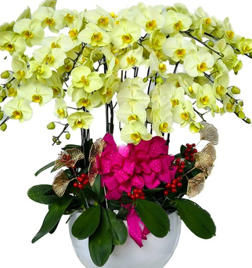potted orchids for tet 26