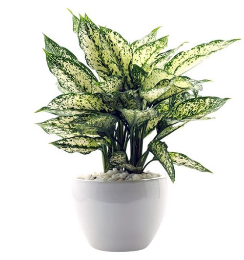 a pot of osaka white aglaonema