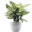 a pot of osaka white aglaonema