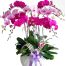 Orchids for Mom 24