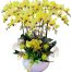 potted orchids for mom 21