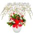potted orchids for mom 22