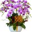 potted orchids for mom 23