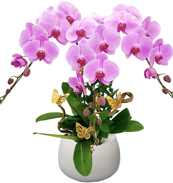 VN Women’s Day Potted Orchids 01