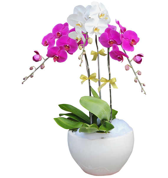 VN Women’s Day Potted Orchids 02