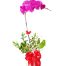 VN Women’s Day Potted Orchids 03